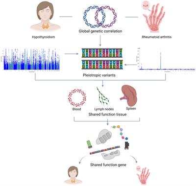 Investigating the shared genetic architecture between hypothyroidism and rheumatoid arthritis